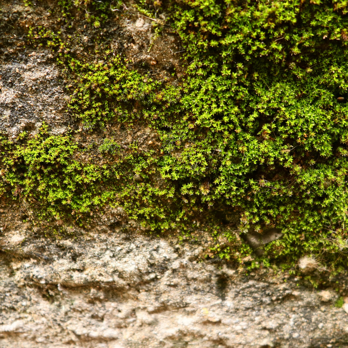 Syntrichia ruralis