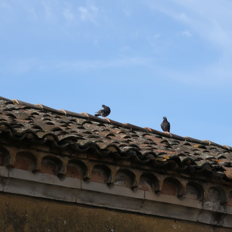 Pigeon