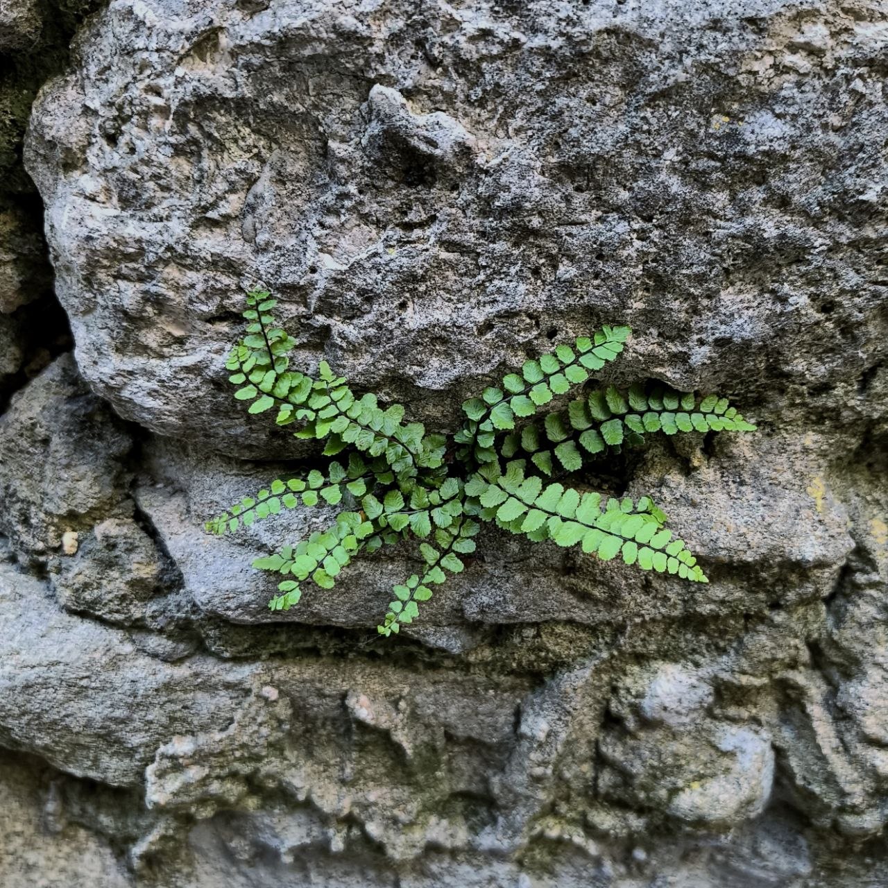 Capillaire des murailles