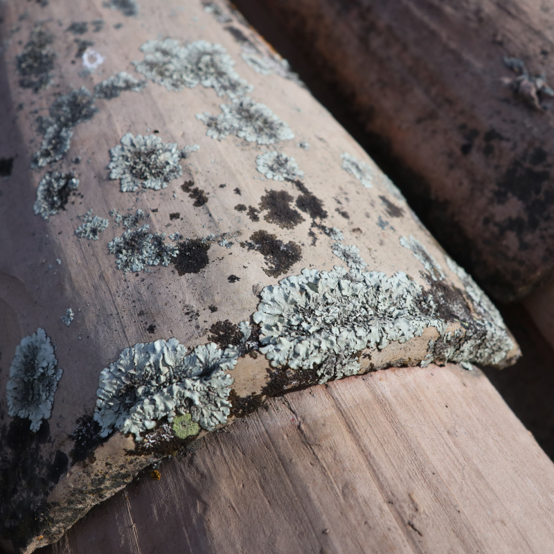 Lichen foliacé de Physcia.