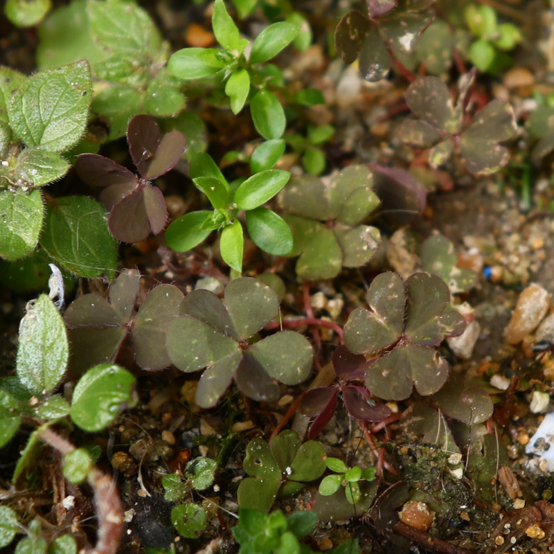 Oxalis corniculata