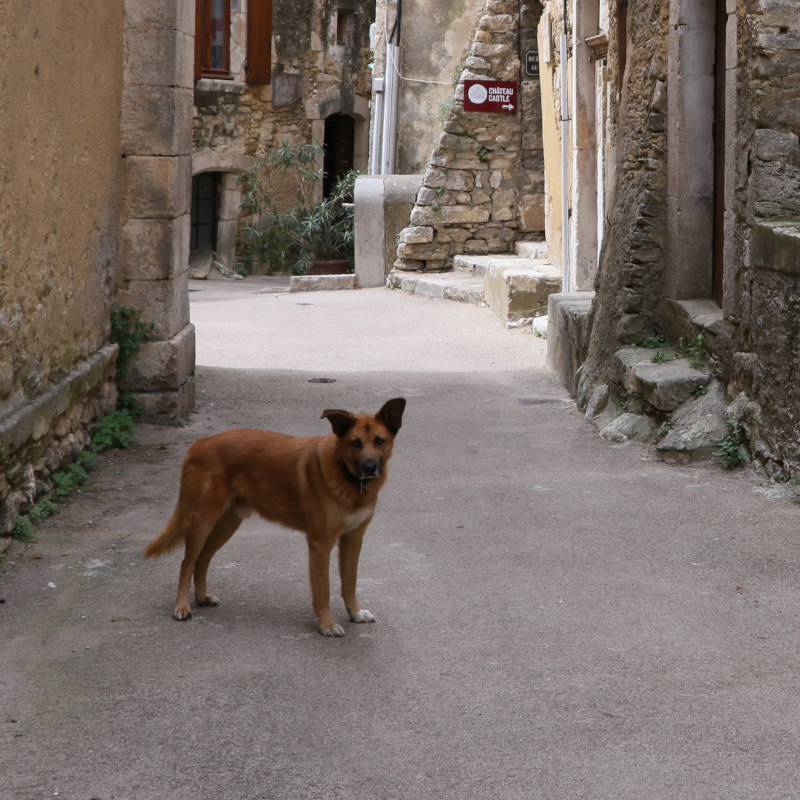 Chien