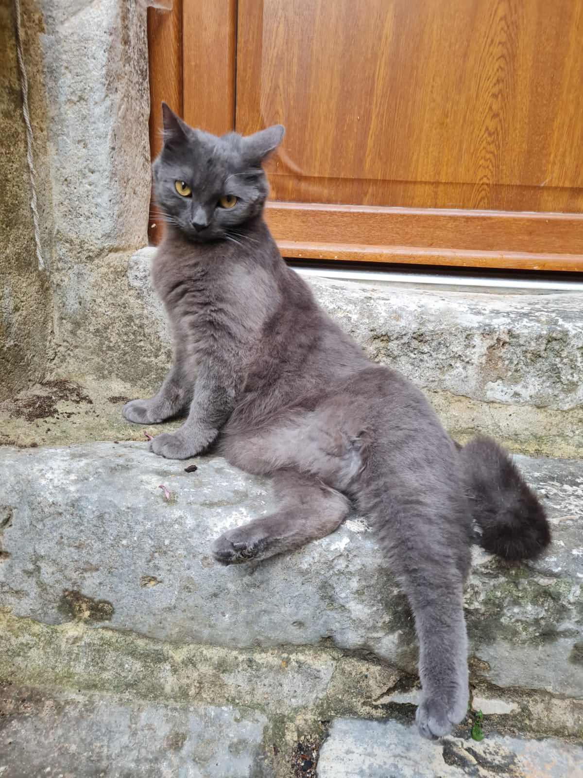 Fichier:Kikinours.jpeg
