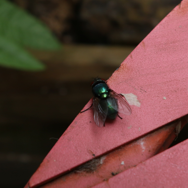 Mouche verte (Lucilia sericata)