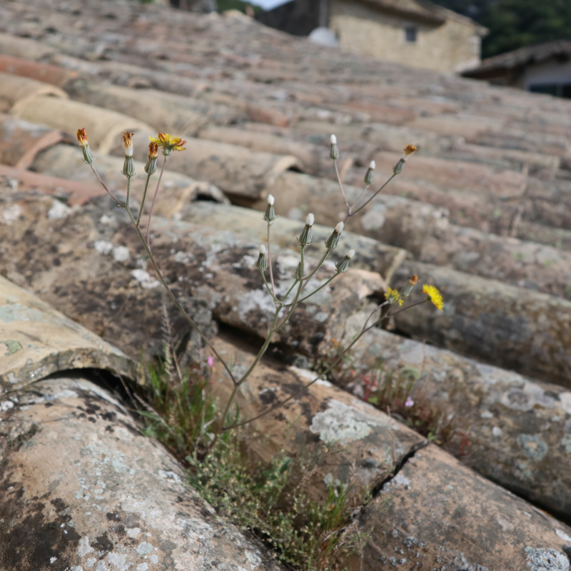 Crepis vesicaria
