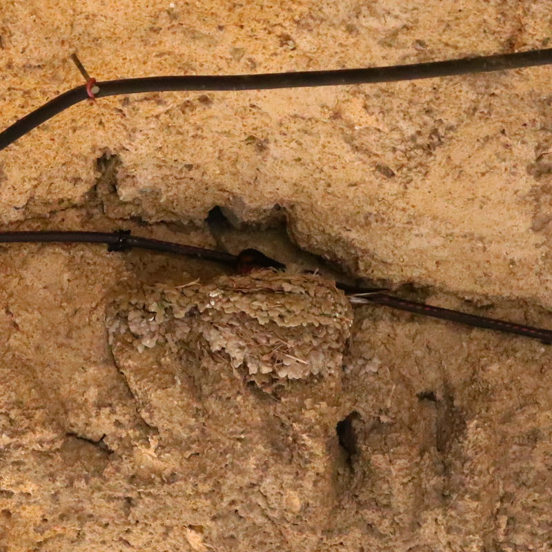 Sous la maison, il y a un nid d'hirondelles rustiques, en forme de demi-coupelle. C'est un oiseau migrateur, reconnaissable à sa gorge couleur rouge brique et sa longue queue fourchue.