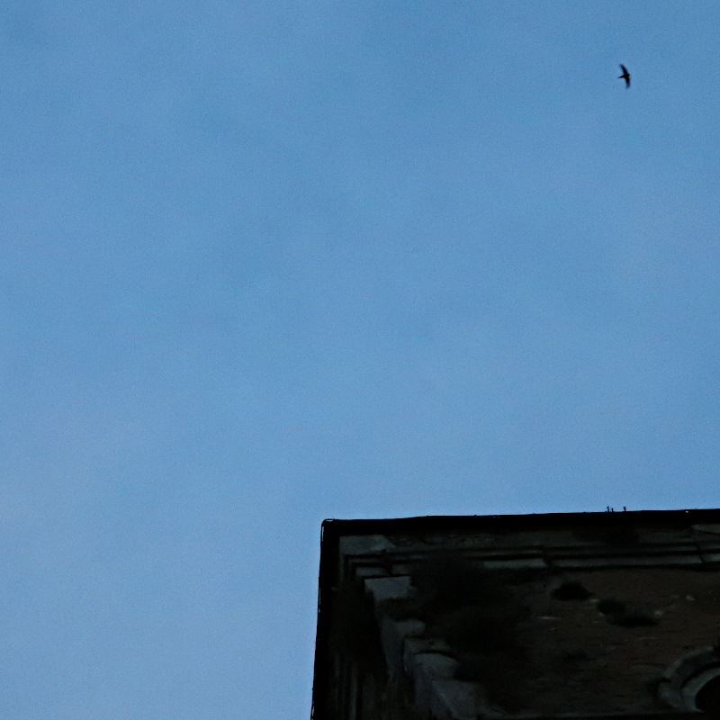 On peut aussi voir des martinets, avec ses ailes en boomerang.