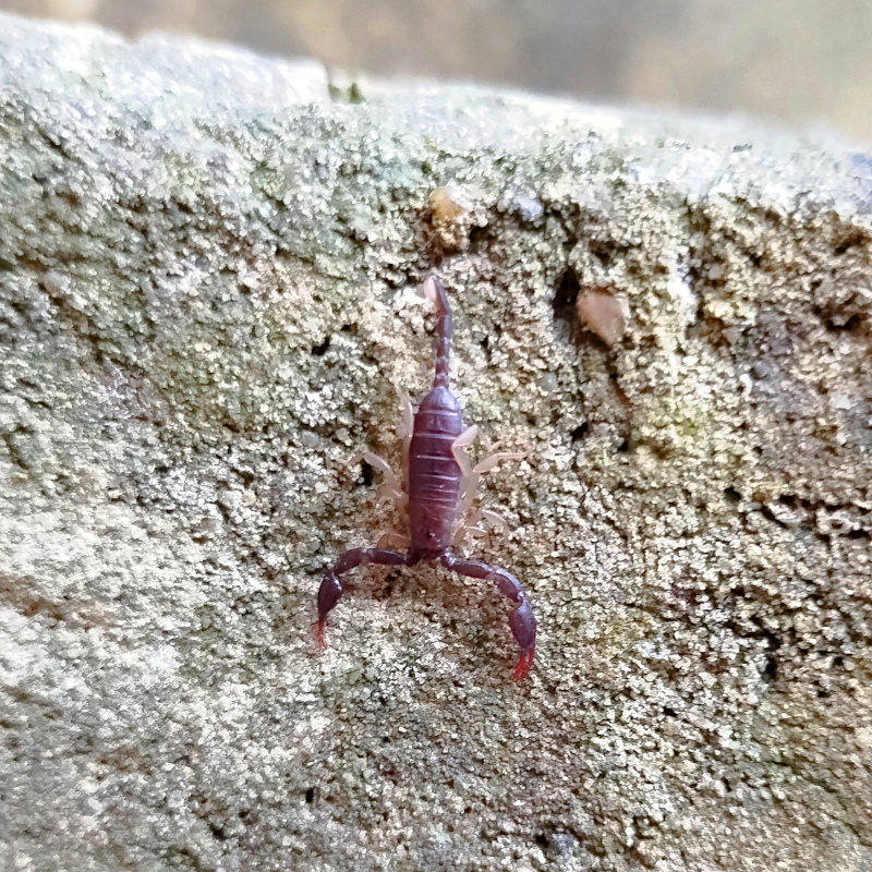 Fichier:Scorpion.jpg
