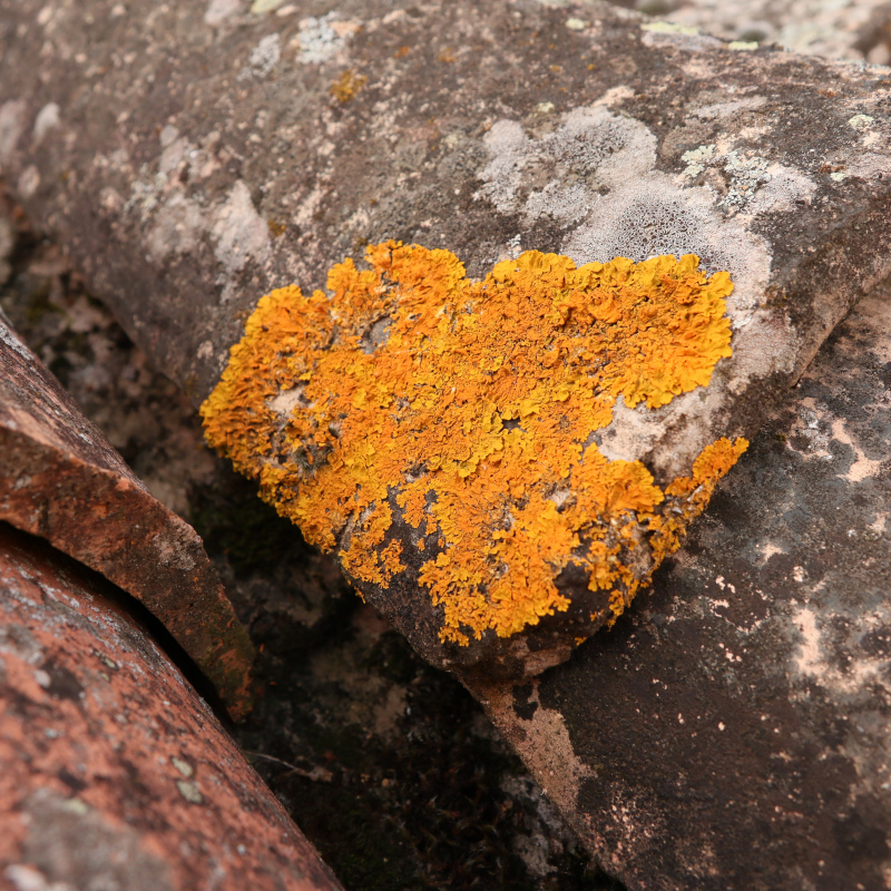 Lichen encroûtant jaune