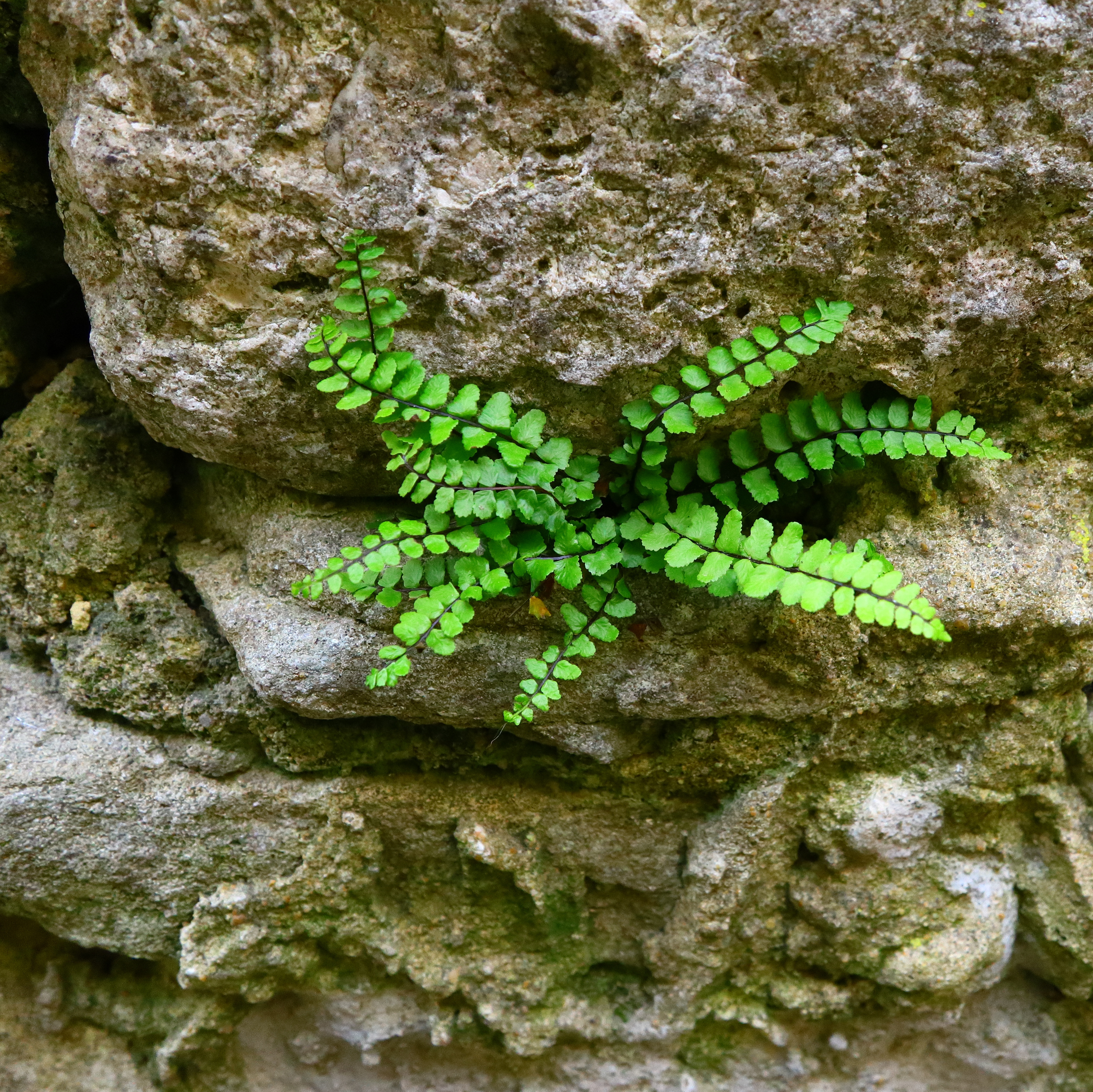 Capillaire des murailles (petite fougère)